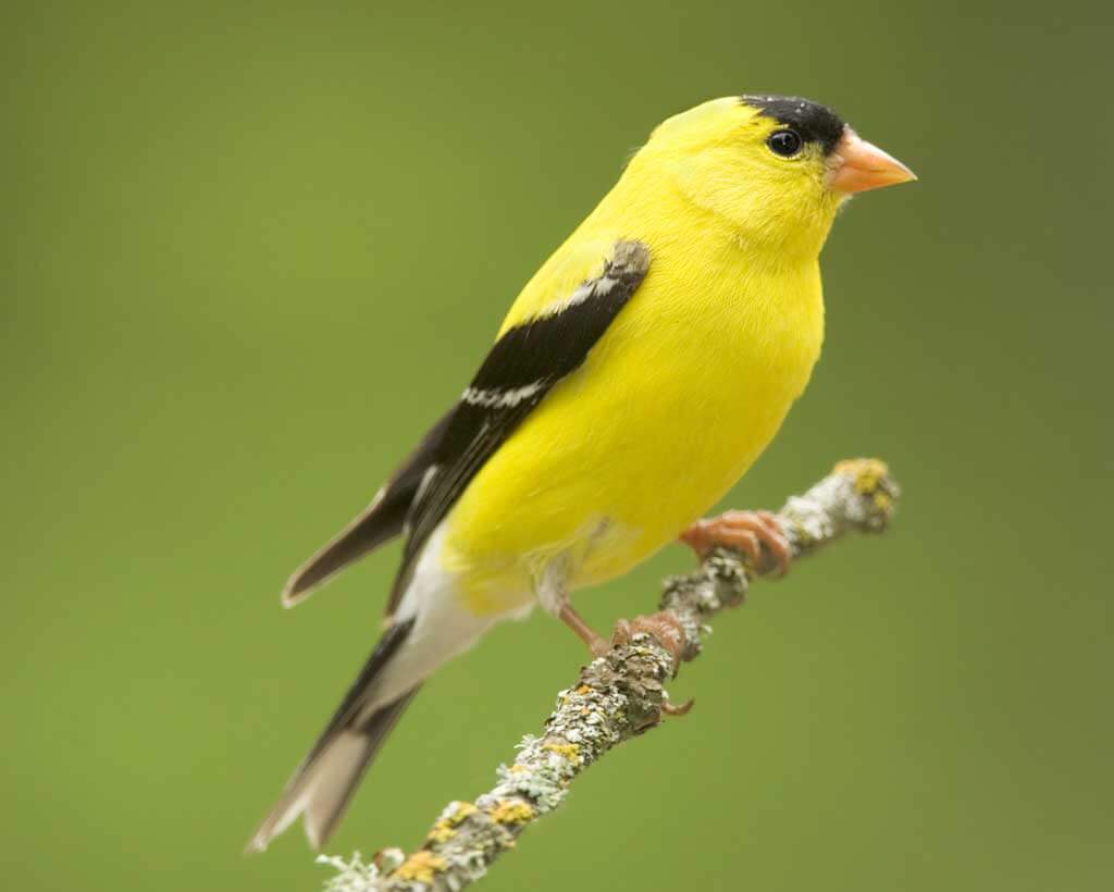 Smallest Bird In The World-Goldfinch