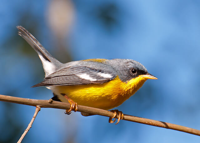 Smallest Bird In The World-Tropical Parula