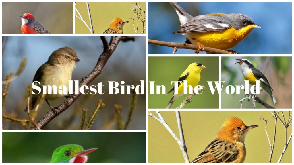 Smallest Bird In The World-featured