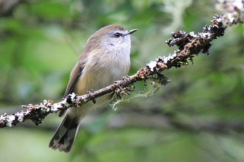 Top 10 Smallest Birds In The World-Brown Gerygone