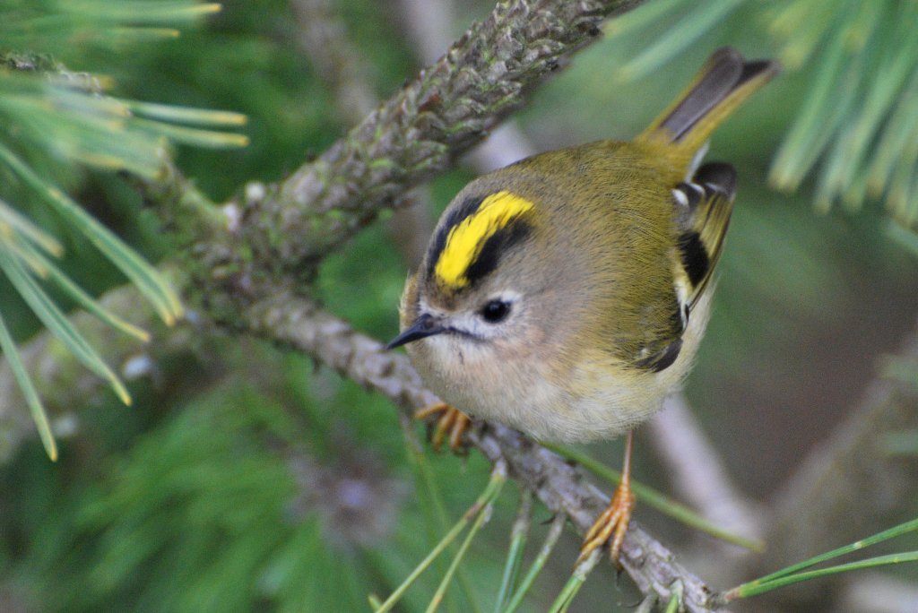 Top 10 Smallest Birds In The World-Goldcrest