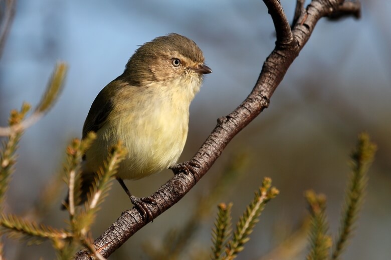 Top 10 Smallest Birds In The World-Weebill
