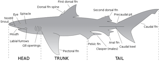 Shark Anatomy Diagram