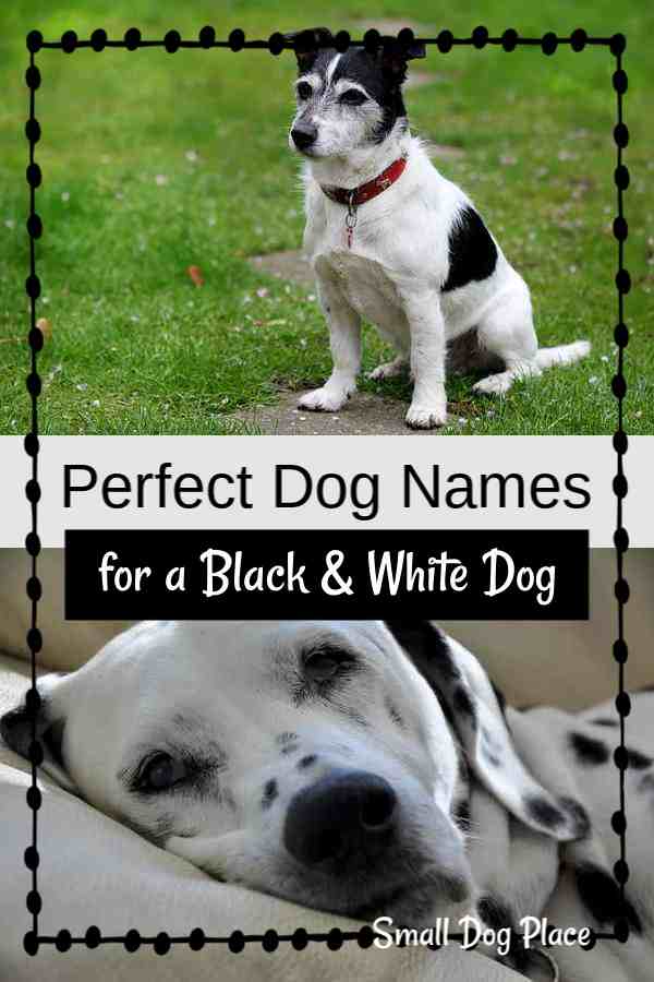 Great Black and White Dog Names