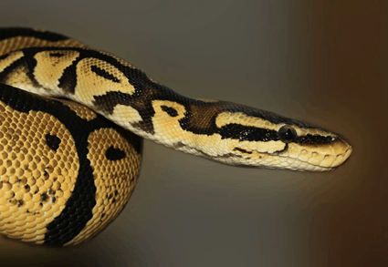 Are pythons and boa constrictors the same?