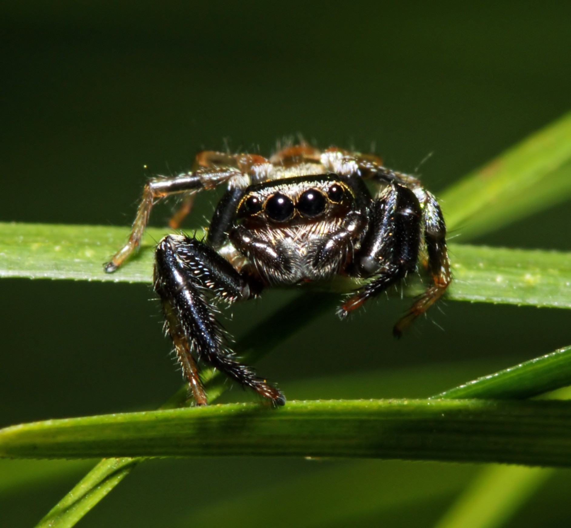 Пауки скакуны. Паук скакунчик. Королевский паук скакун. Salticidae пауки-скакуны. Паук скакунчик самка.