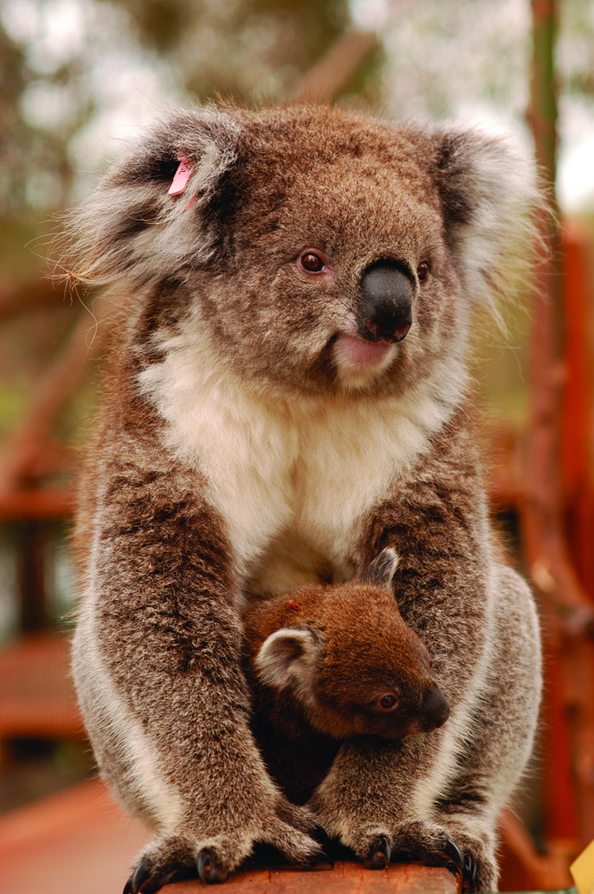 Красная коала. Бурая коала. Медведь коала. Рыжая коала. Коричневая коала.