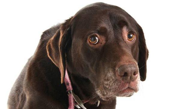 эпилепсия у собак лечение как прекратить приступы