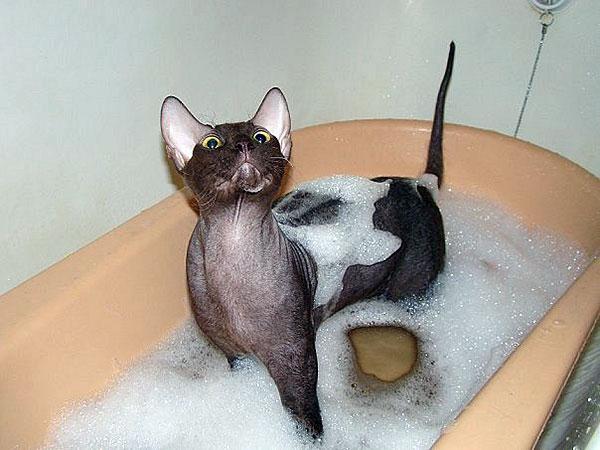 как помыть лысого кота