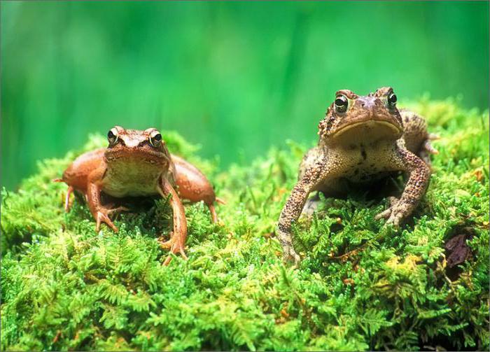 чем отличается жаба зеленая от лягушки прудовой