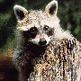 Raccoon