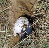 Working Jack Russell Terrier exiting the earth