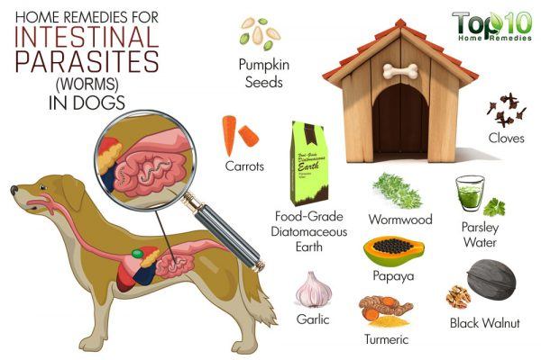 home remedies for intestinal worms in dogs