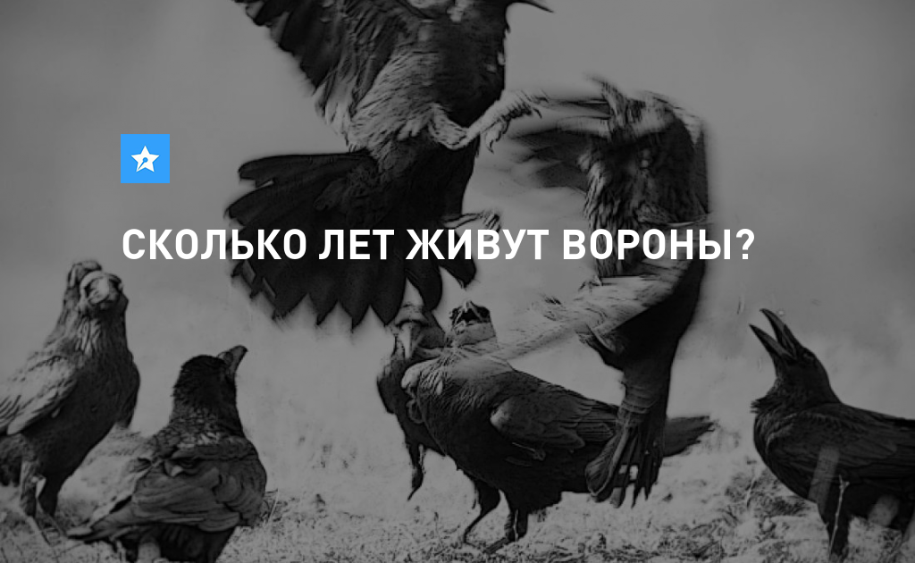 Сколько лет живет ворон. Продолжительность жизни вороны. Срок жизни ворона. Ворон Продолжительность жизни.