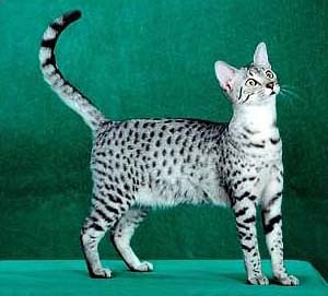 Modern Egyptian Mau