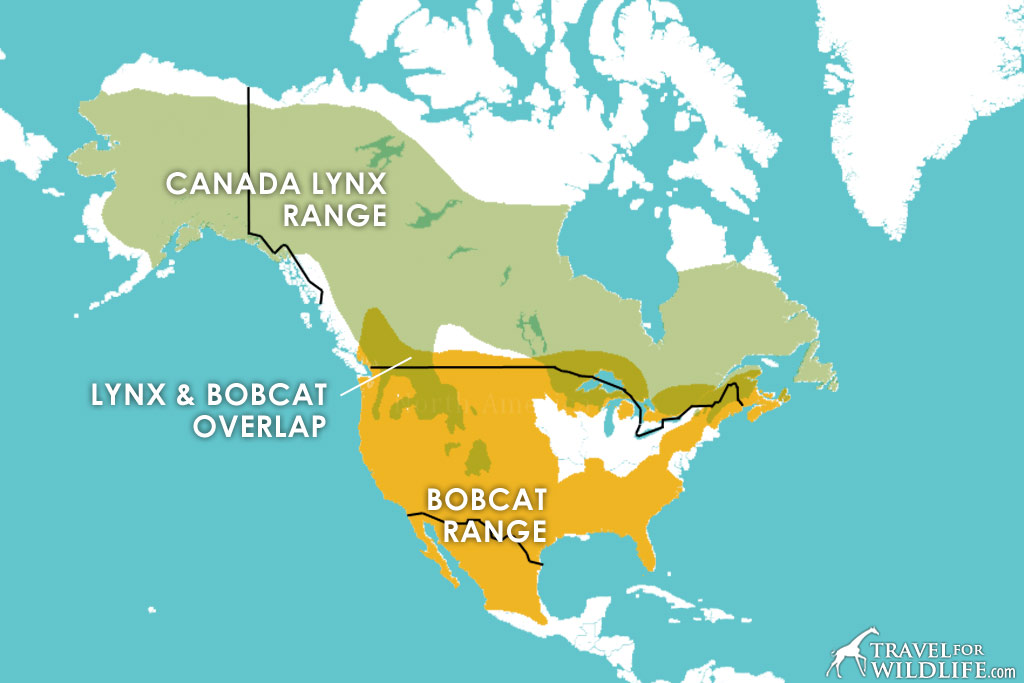 Canadian Lynx and Bobcat range map
