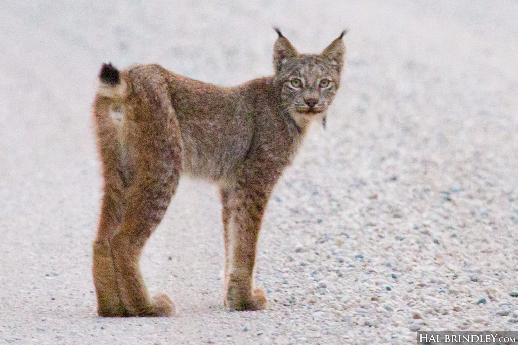 Canada Lynx tail showing black tip