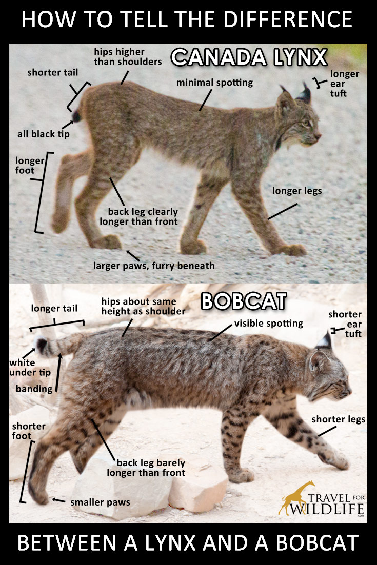 how to tell the difference between a lynx and a bobcat pinterest image