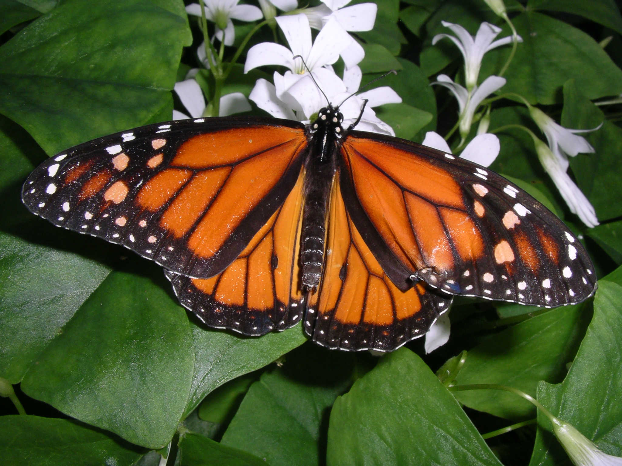 Бабочки фото и названия средней полосы