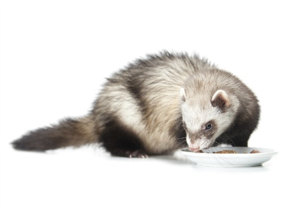 ferret3