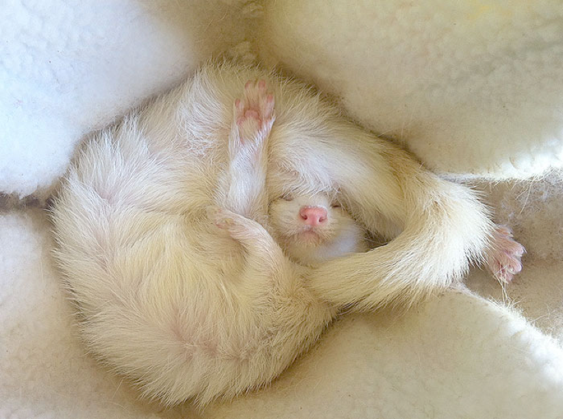 ferret6