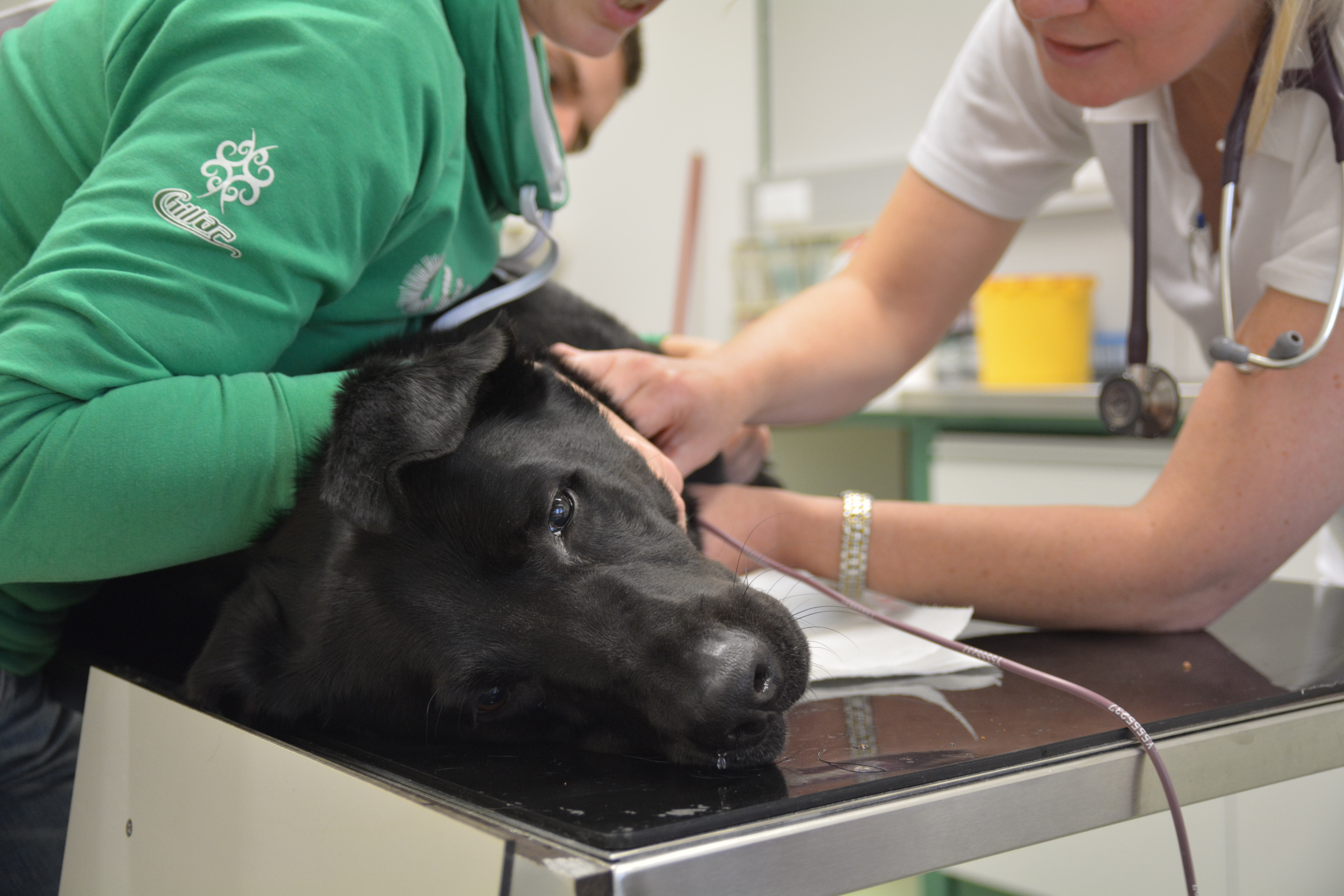 Animal lab. Пироплазмоз (бабезиоз) у собак. Пироплазмоз бабезиоз Ветеринария.
