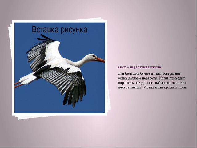 Аист у многих народов. Аист Перелетная птица. Белый Аист Перелетная птица. Белый Аист Перелетная птица или нет. Перелетные птицы Аист для детей.