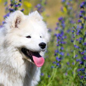 Самоедская собака описание породы, фото, характеристика, клички для собак, цена щенков, гипоаллергенный: да