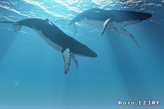 Крупнейшими на Земле млекопитающими являются киты
