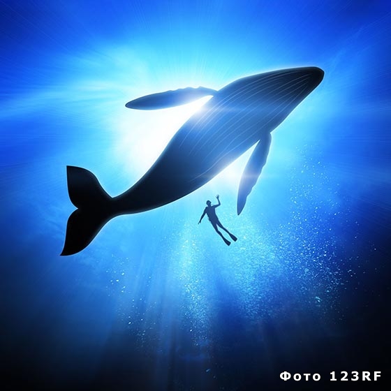 самка синего кита