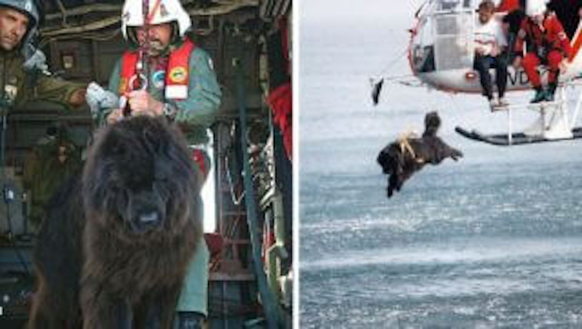 Собака легко перетаскивает утопающего в воде. Ньюфаундленд спасатель. Собаки спасатели породы ньюфаундленд. Собака водолаз спасатель. Ньюфаундленд собака спасает людей.