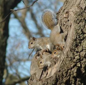 Squirrel Den