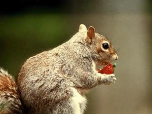 Squirrel enjoying a strawberry