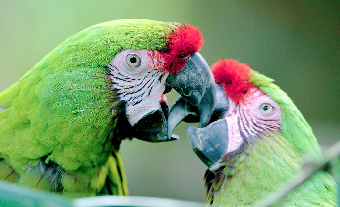 Ара ара японский. Малый солдатский ара. Большой солдатский ара. Grand Military Macaw. Солдатский попугай.