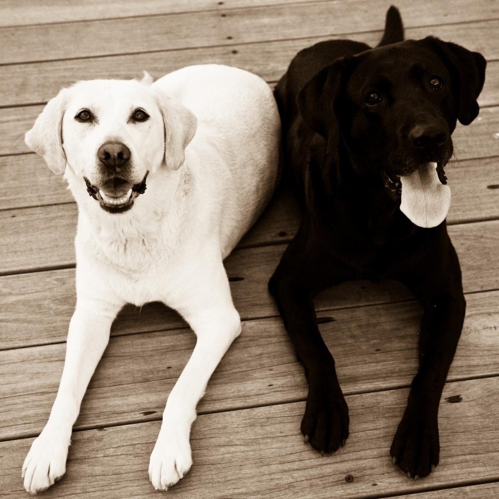 We two dogs. Черное белое. Собака черная с белым. Чёрно белая собака. Две собаки.