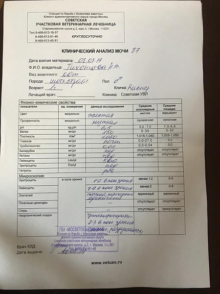 Плотность мочи у кошек норма. Норма анализа мочи у кошек норма. Показатели мочи кота расшифровка. Моча кота анализ норма. Показатели мочи у собак норма таблица.