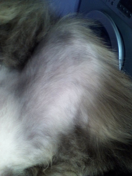 Почему облазит шерсть. Выпадение шерсти у кошки причины. У кота выпадает шерсть клочками.