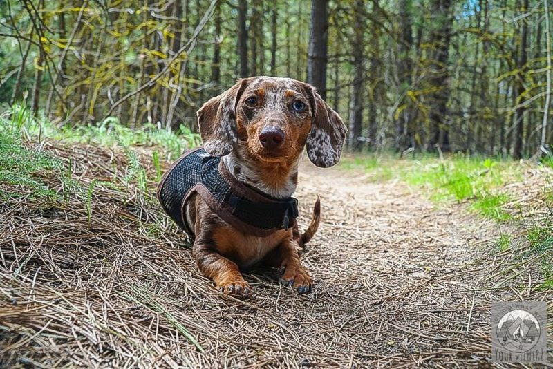 Well Behaved Dog Off Leash on a Trail