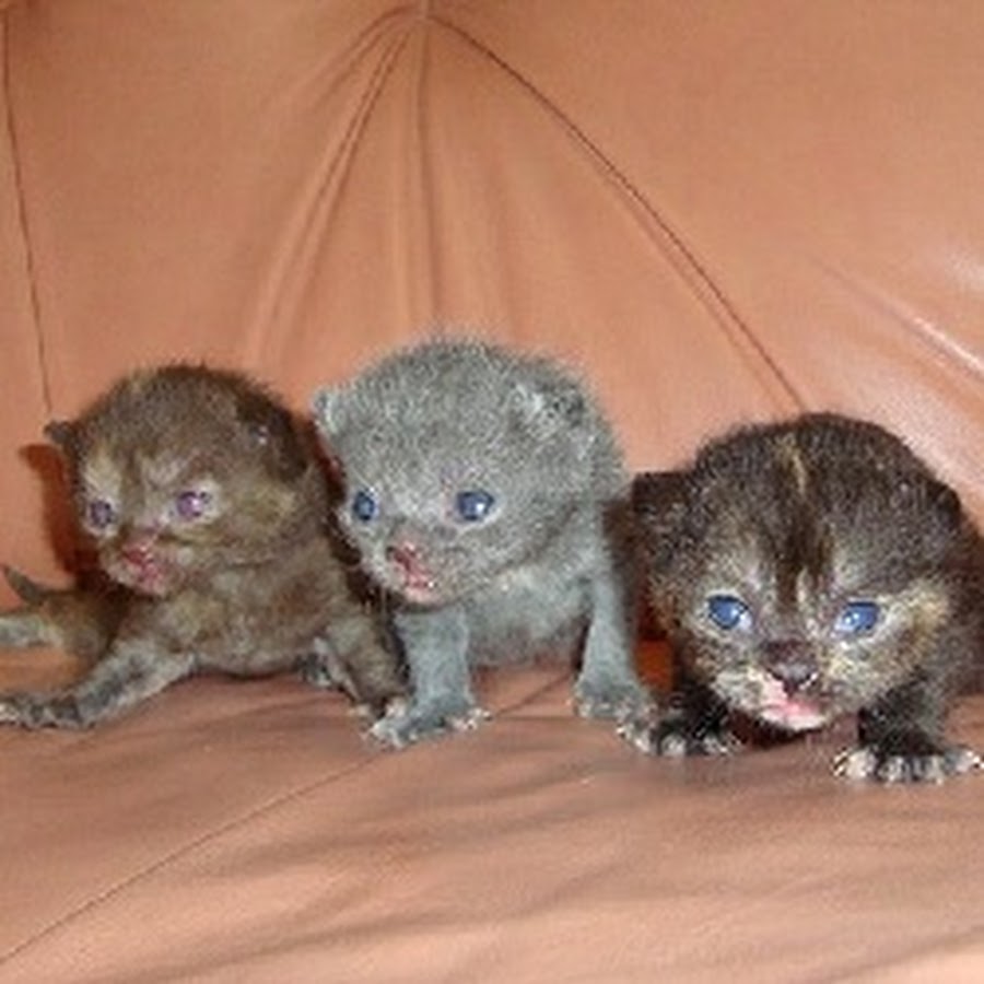 Котята от рождения до месяца развитие фото