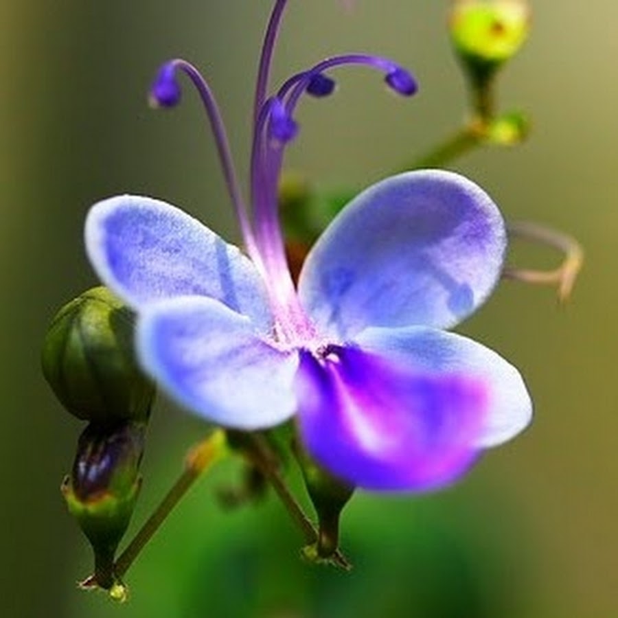 Жизнь похож на цветок. Клеродендрум угандийский. Цветок похожий на бабочку. Растение похожее на бабочку. Цветок в виде бабочки.