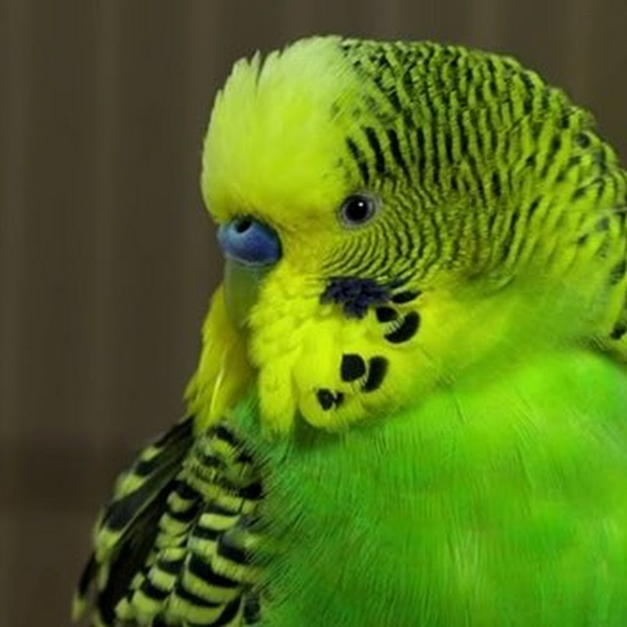 волнистый попугай и человек. волнистый попугай мальчик. волнистый попугай мальчик. говорящие волнистые попугайчики. волнистый попугаев можно научить говорить.