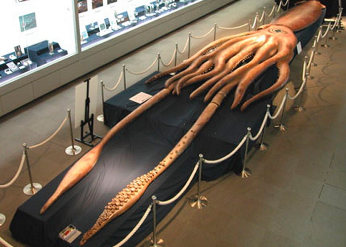 Самый большой кальмар в мире фото