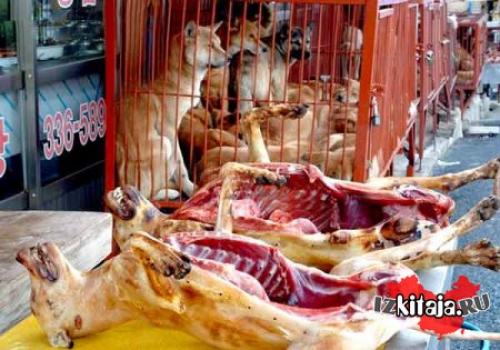 Едят ли китайцы собак и кошек. Едят ли в Китае собак?