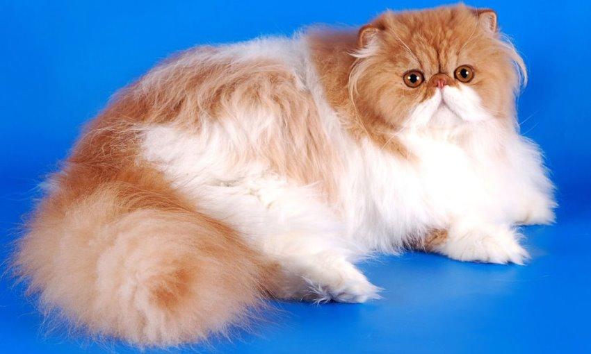 Персидская кошка фото