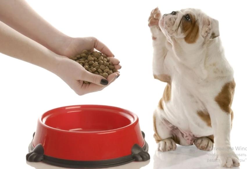 Как правильно выбрать хороший холистик корм для собаки Накладываем корм собаке