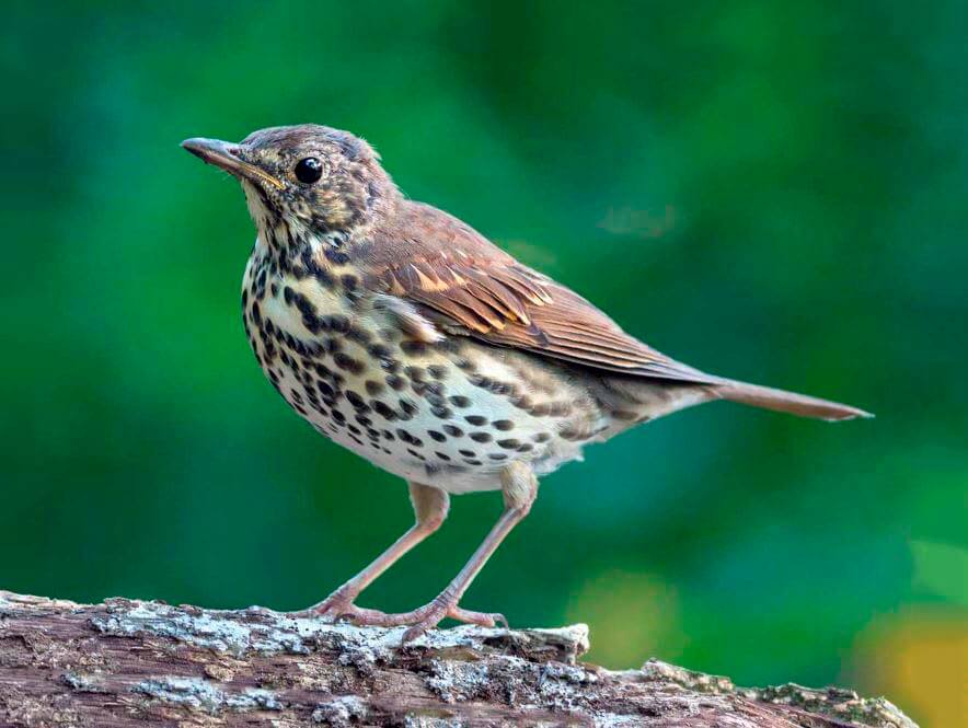 Певчий дрозд. Певчий Дрозд (turdus philomelos). Алтайский заповедник певчий Дрозд. Степной Дрозд.