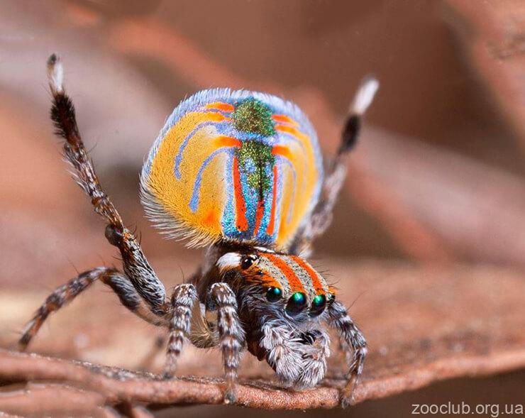 Фото Maratus volans