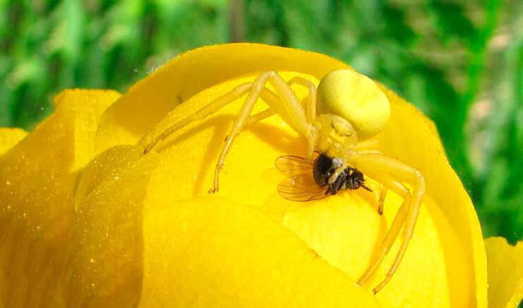 Фото цветочного паука