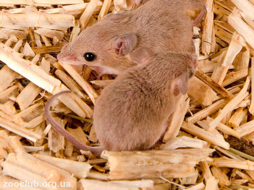 Фото африканской карликовой мыши