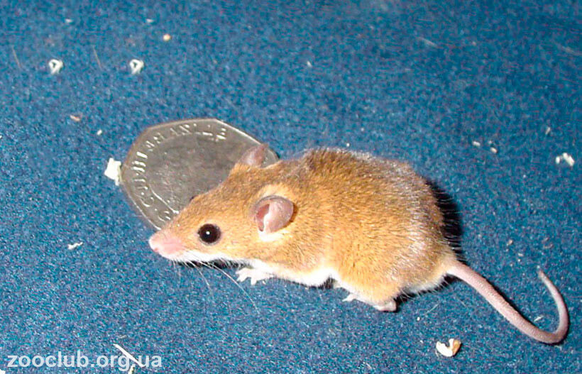 Африканская карликовая мышь фото